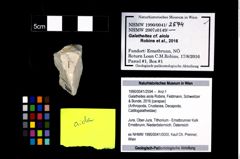 Foto (Objekt + Etikett) von Galatheites aiola (Robins, Feldmann, Schweitzer & Bonde, 2016)  (NHMW-GEO-1990-0041-2594)